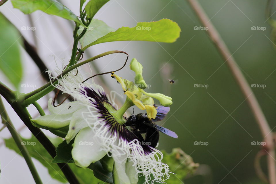 Pollination of passionflower by bumblebee 