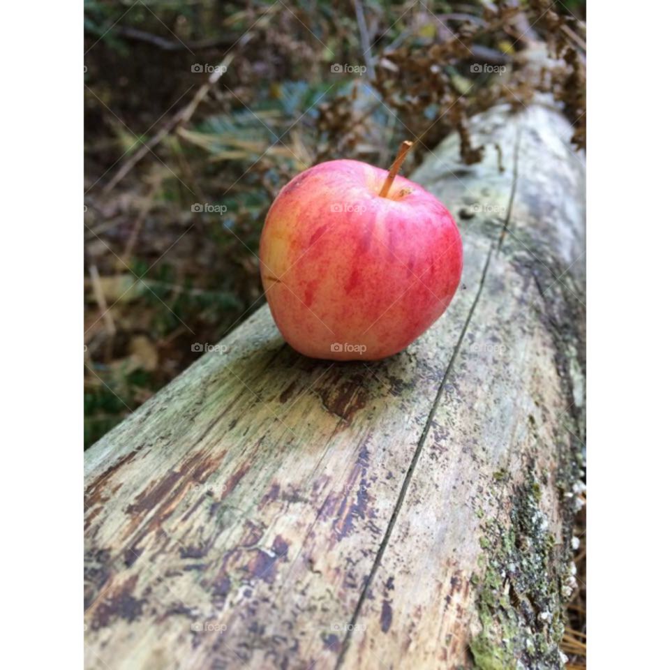 Wild Apple