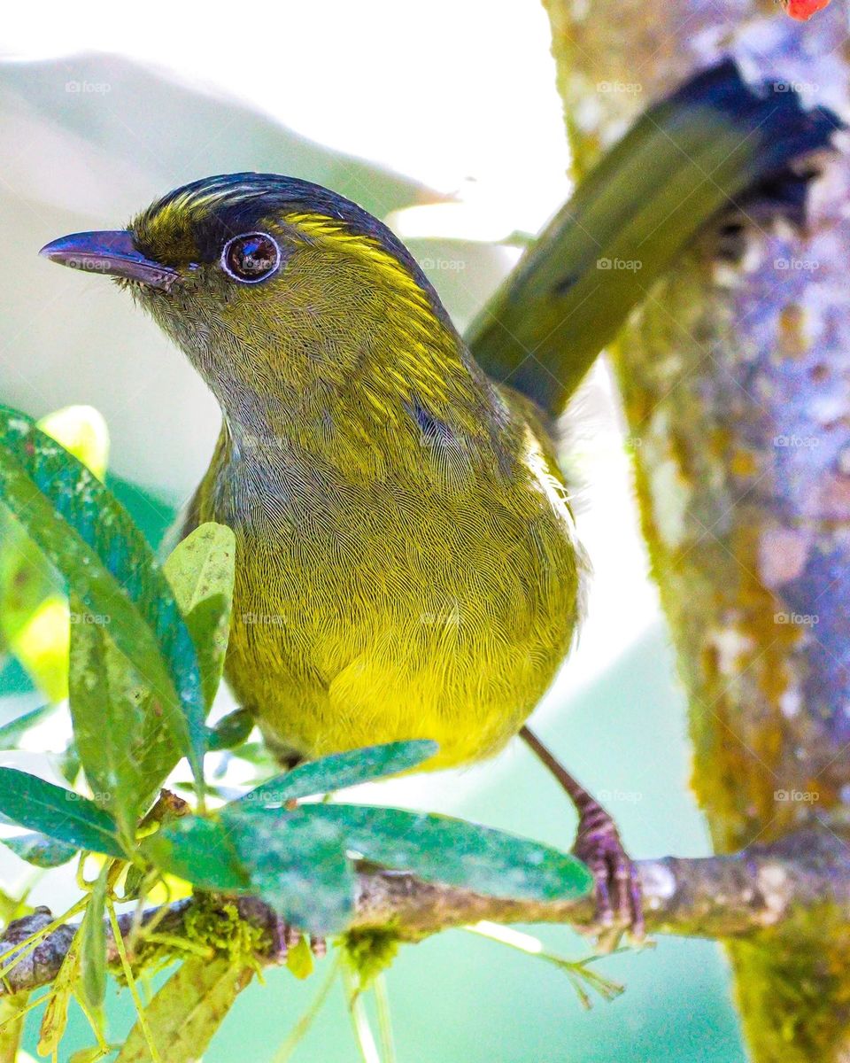 Beautiful and cute bird