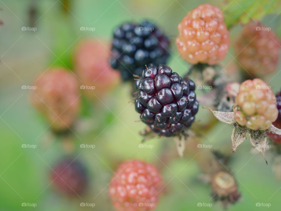 Blackberries