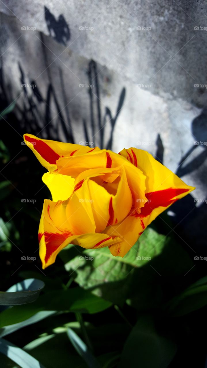 Yellow and Red Tulip 1
