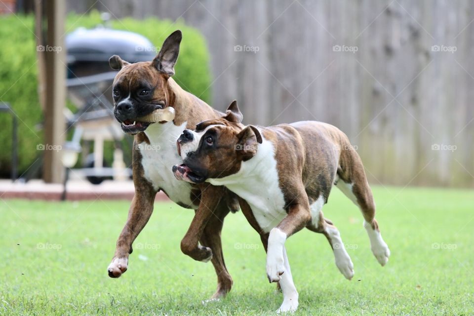Boxers at play 