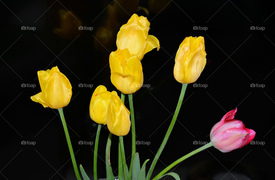 Tulip, Nature, Flower, No Person, Easter