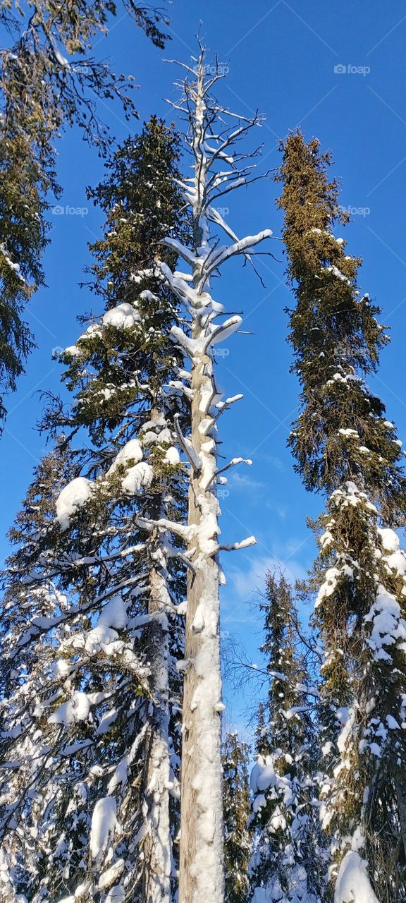 Old trees, Lapland, Finland