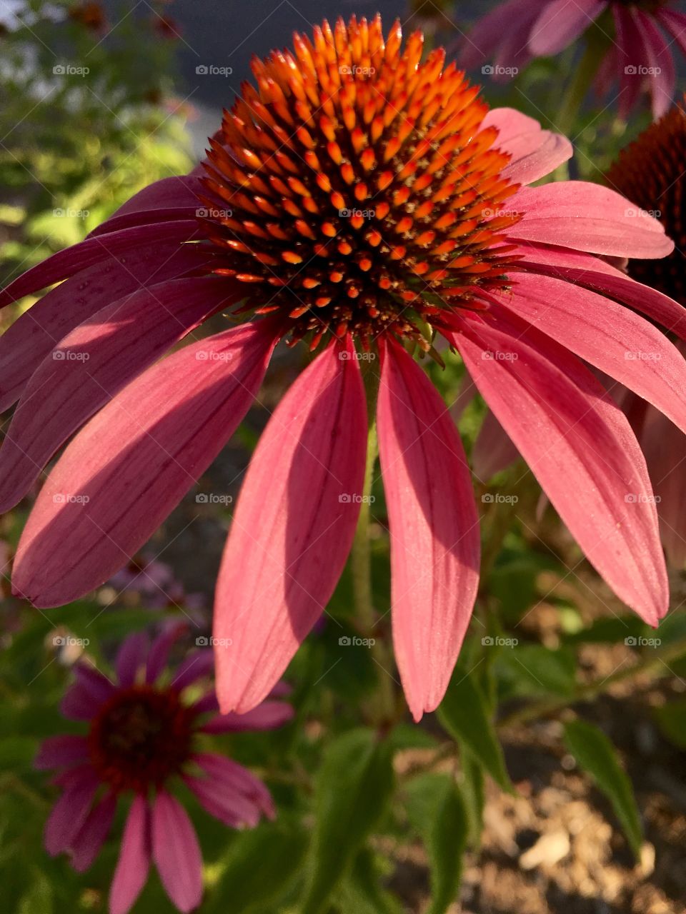 Single cone flower