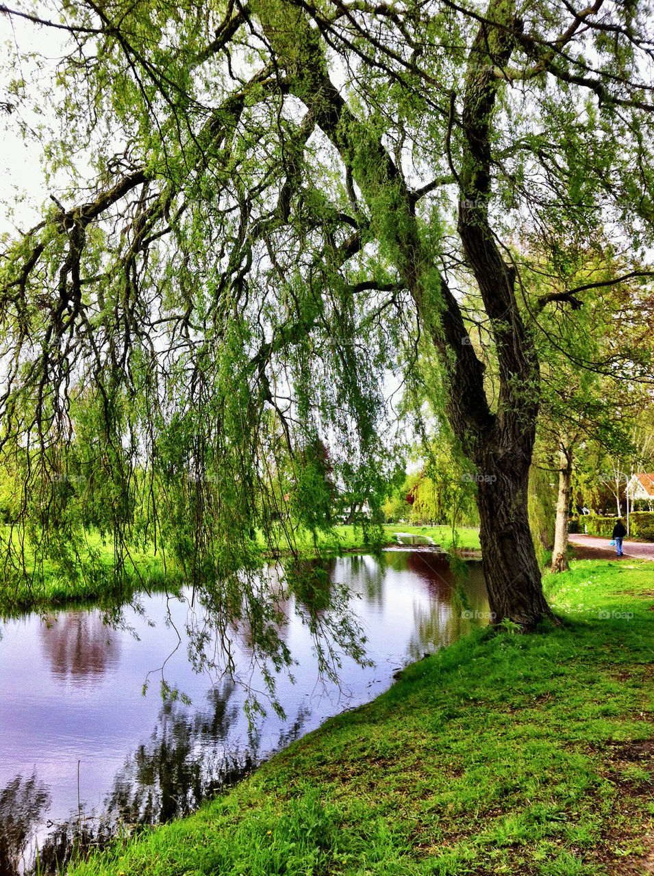 WEEPING WILLOW