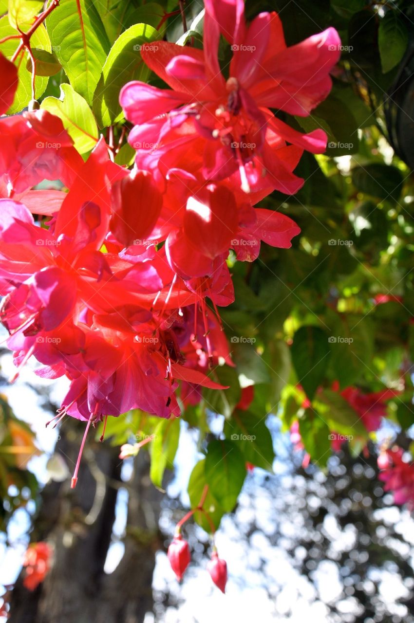 Beautiful Flowers at butchart gardens