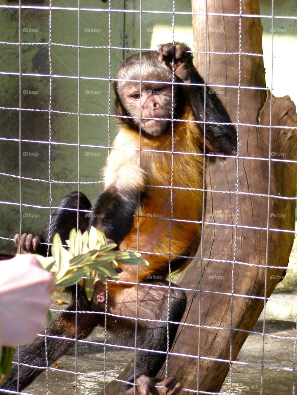 Feeding monkey