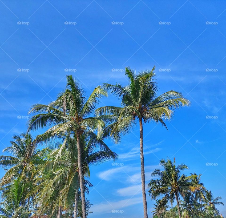 Coconut trees towering up high.