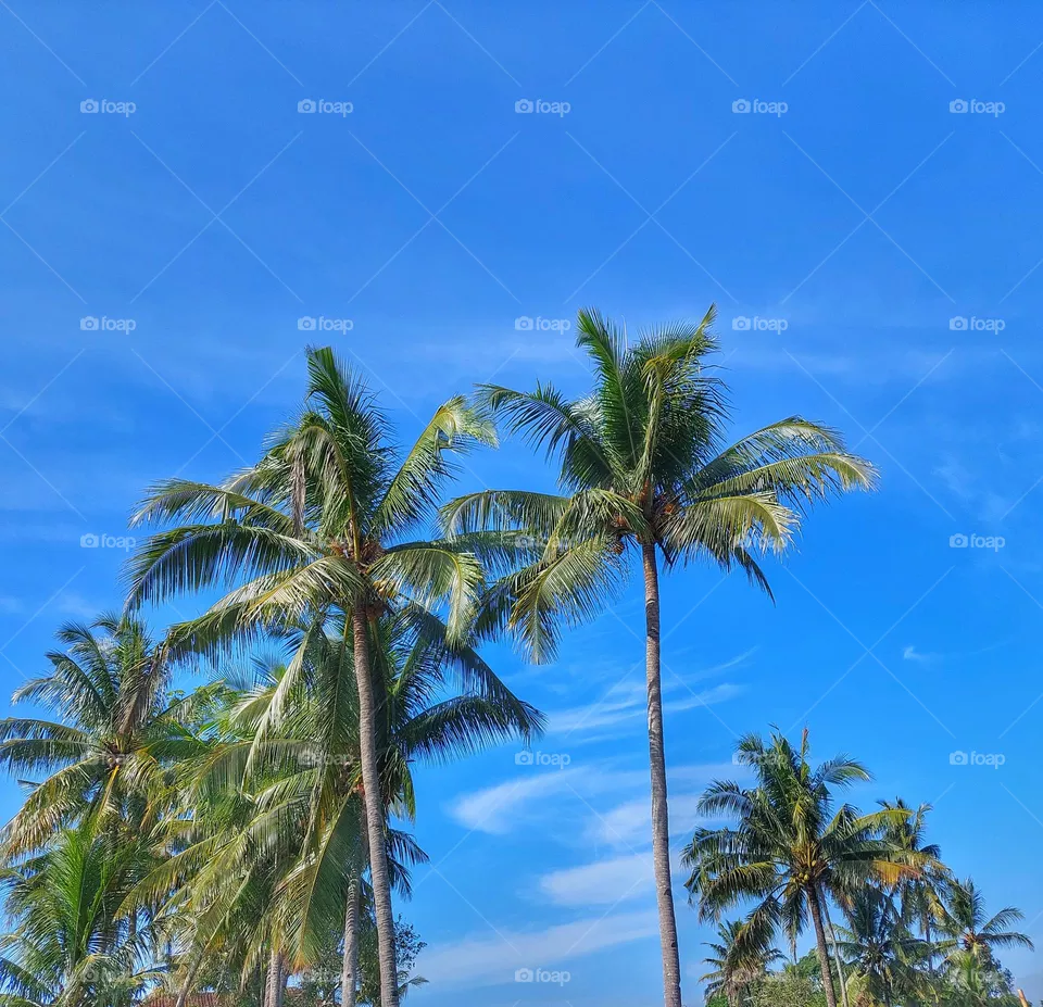 Coconut trees towering up high.