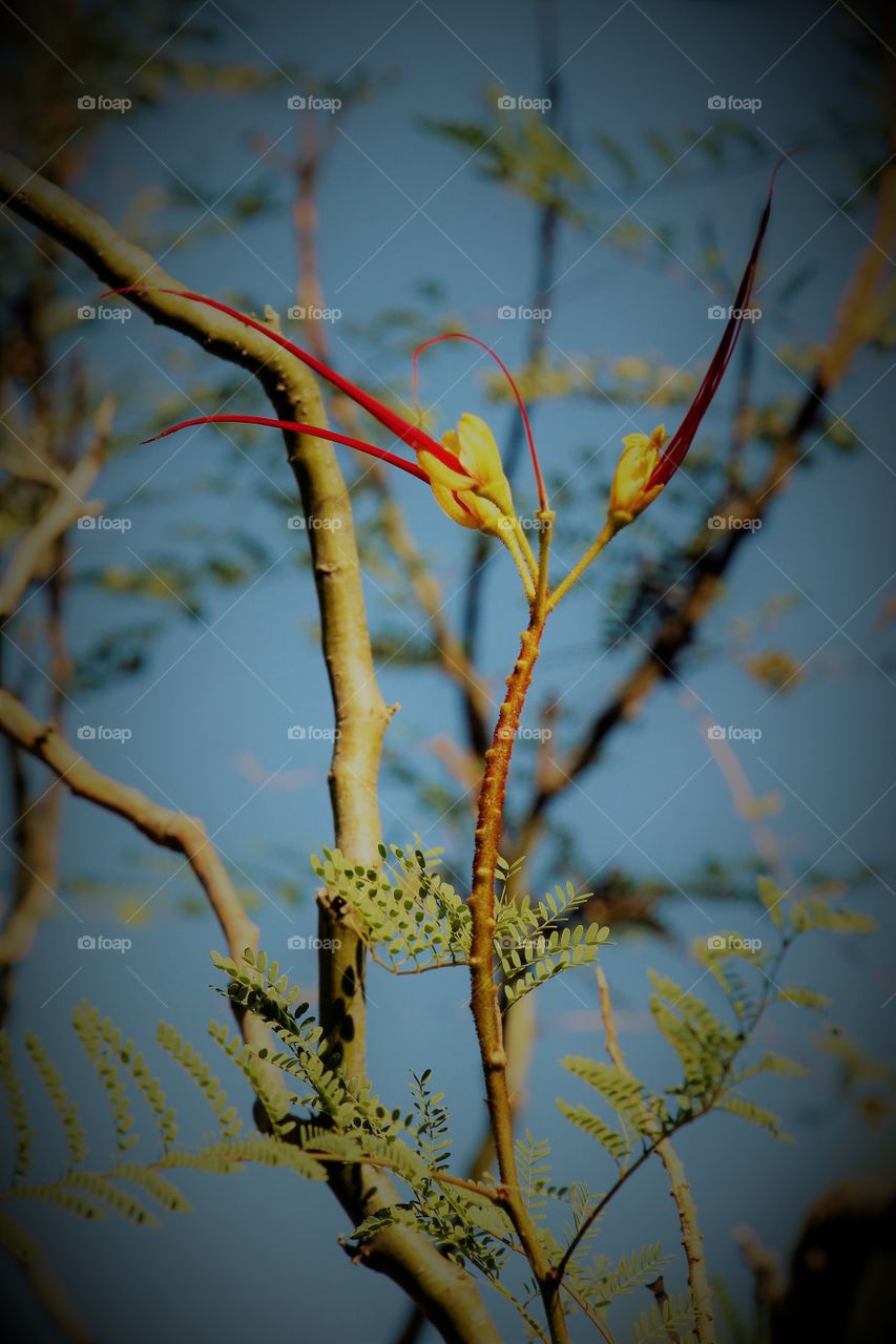 tree flower. Nature. Outdoors. Blue Skies. a tree flower basking in the morning sun.