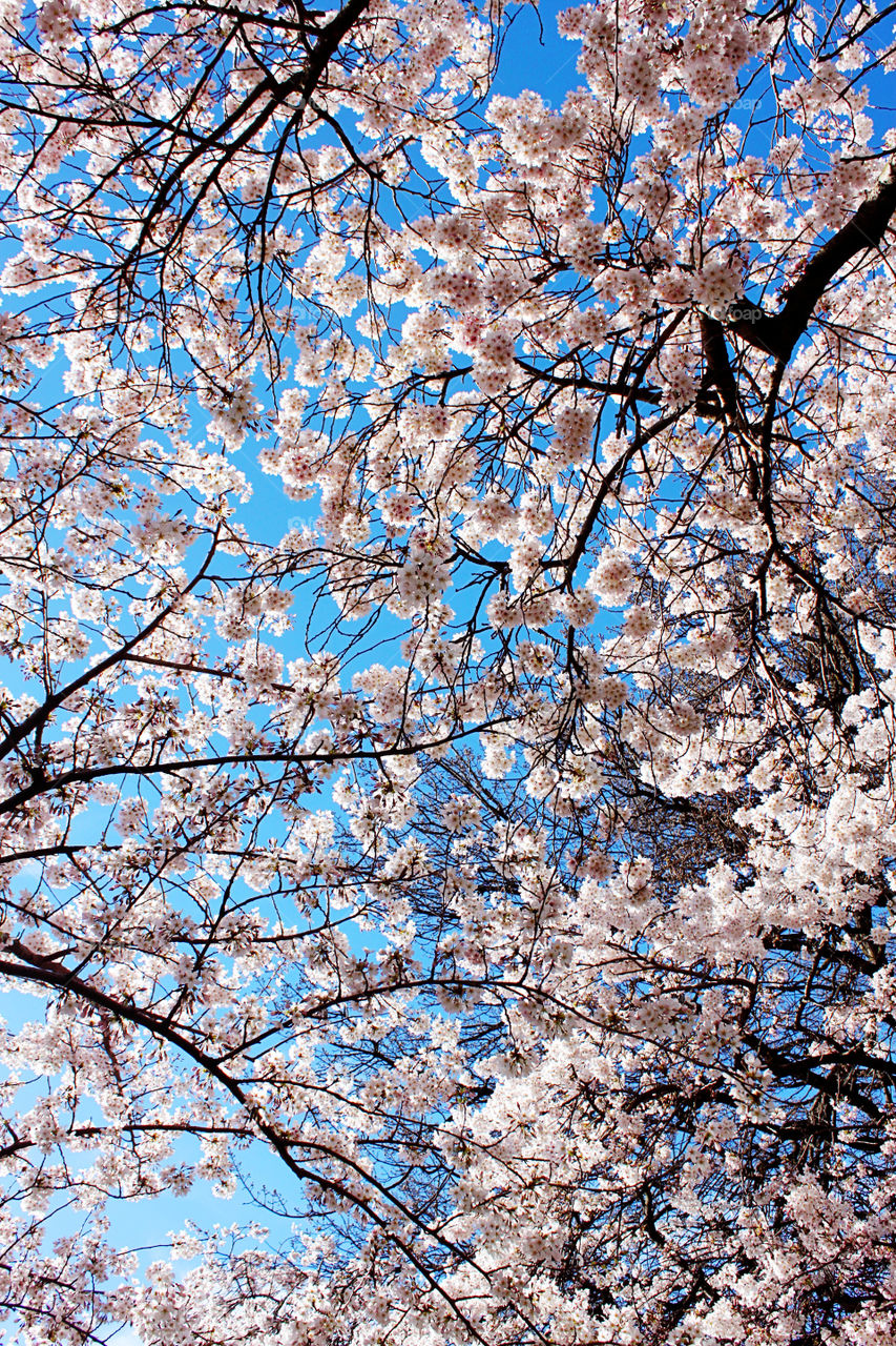 Low angle view of blooming flowers