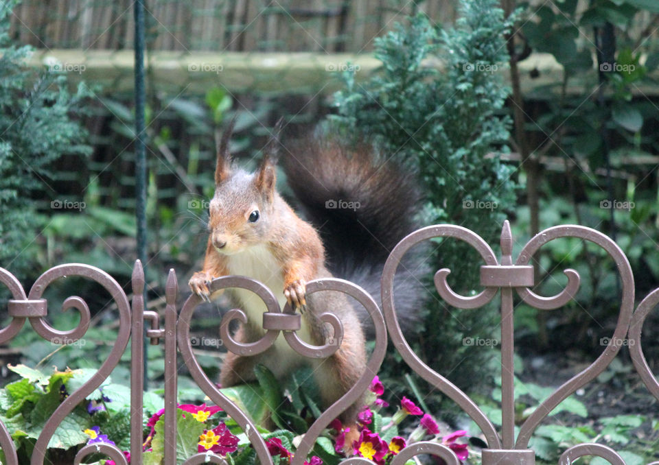 Squirrel posed on a Photo