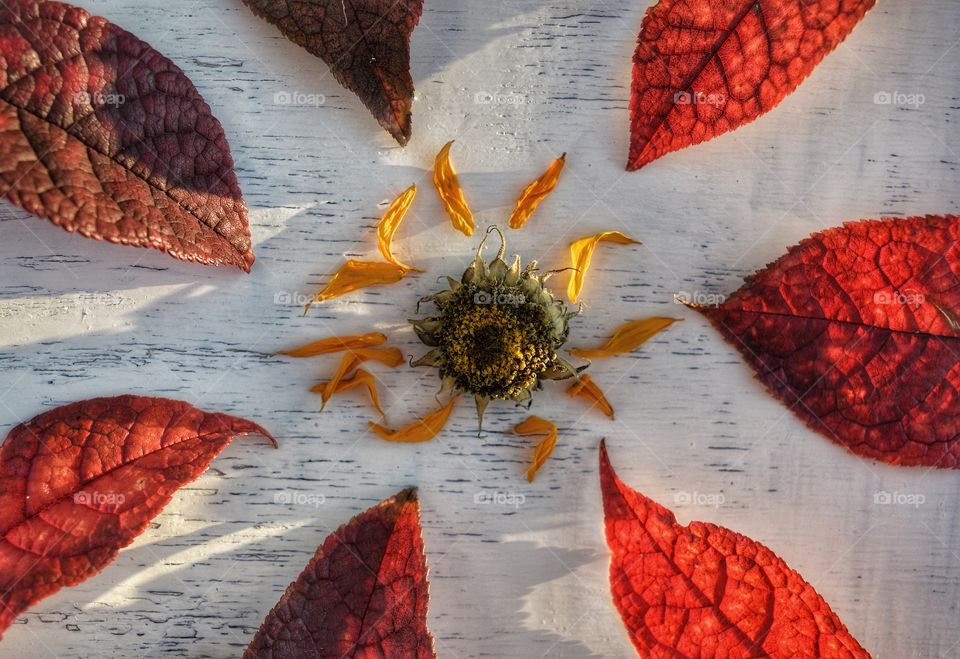 No Person, Desktop, Leaf, Bright, Color