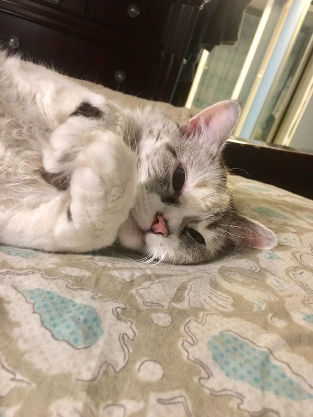 Happy Cat
