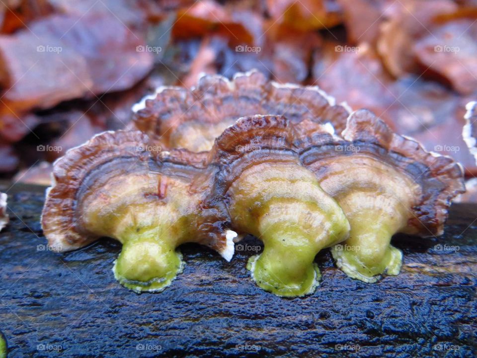 Bracket fungi