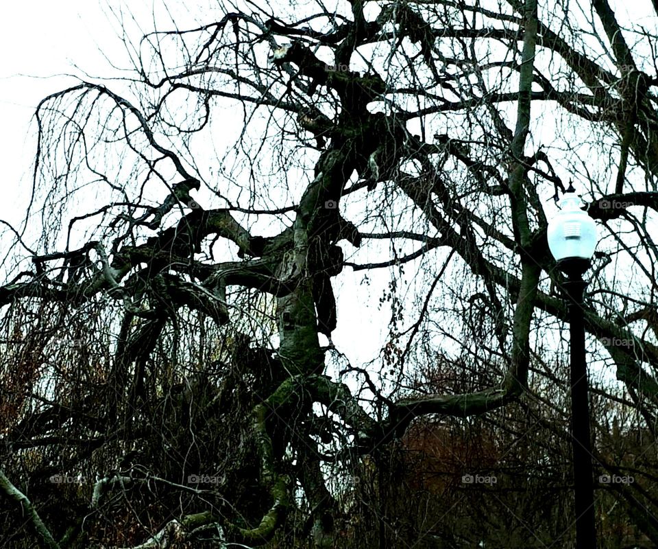 A Natureza continua a me surpreender!
Uma Árvore e seus braços emaranhados formando figuras,
que levam a imaginação ao passado e ao futuro.
Um espetáculo raro e belo!
