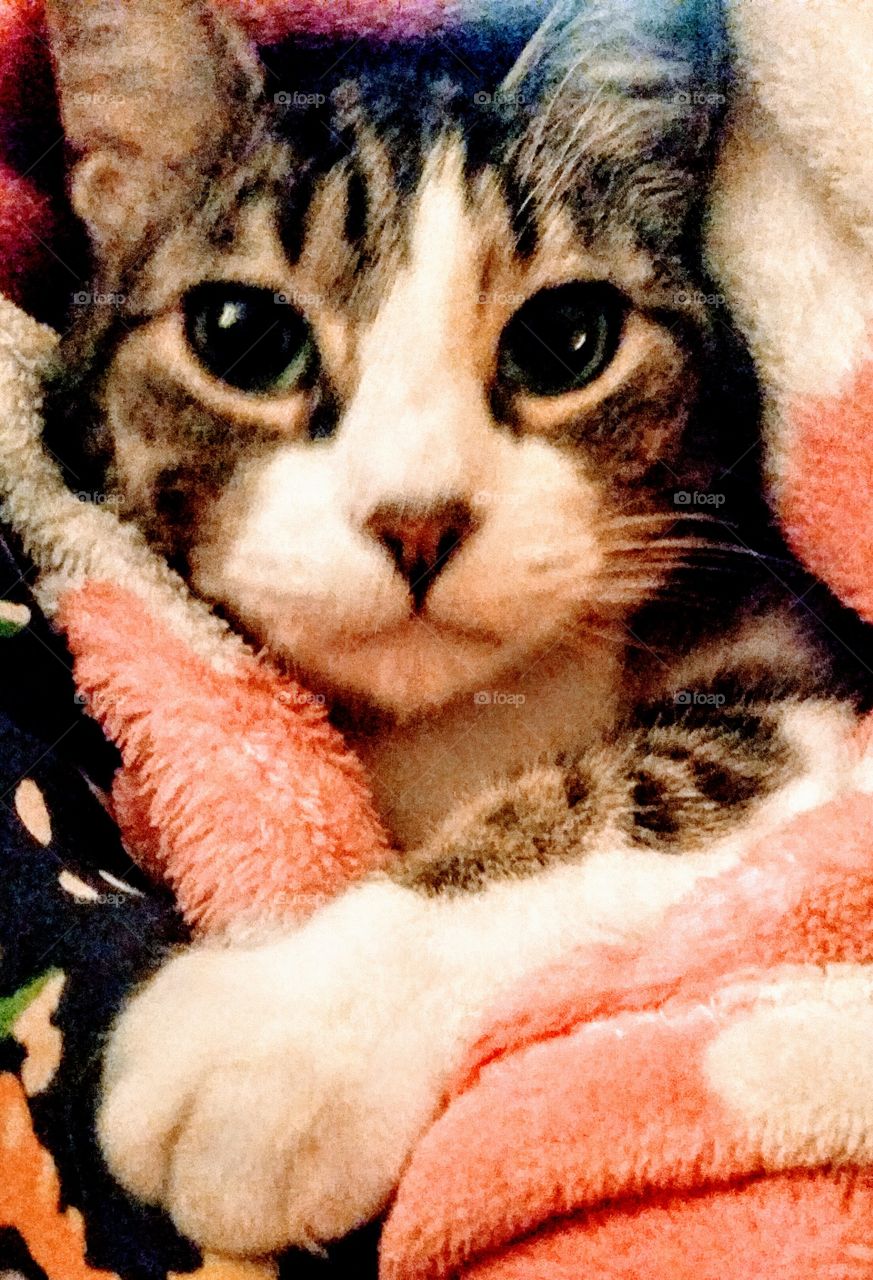 but I'm totally in touch with my inner tiger!