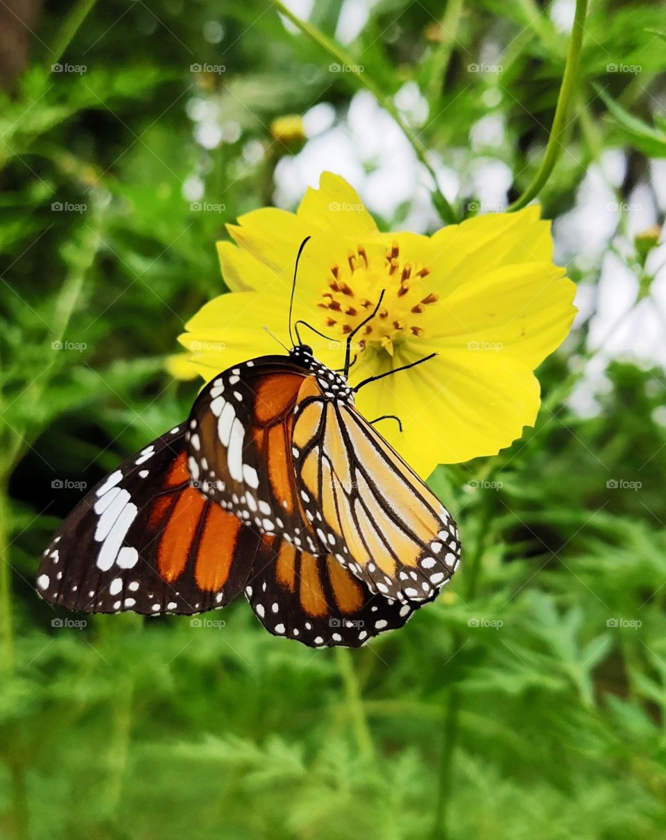 beautiful and colorful.