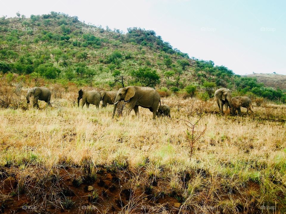 Elephants in South Africa 