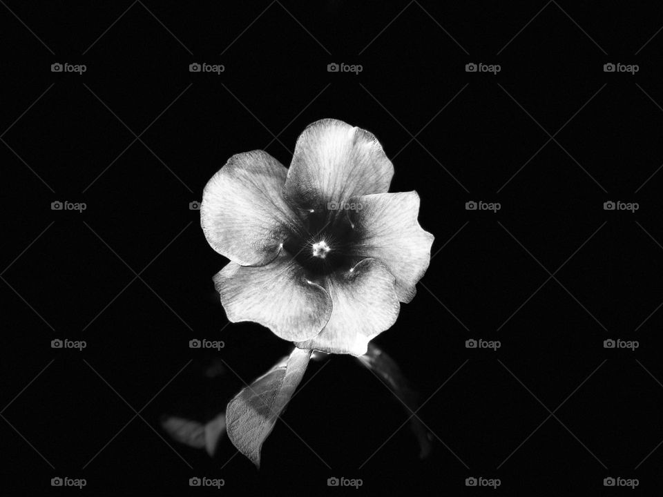 Floral photography - Monochromatic - Creative style 