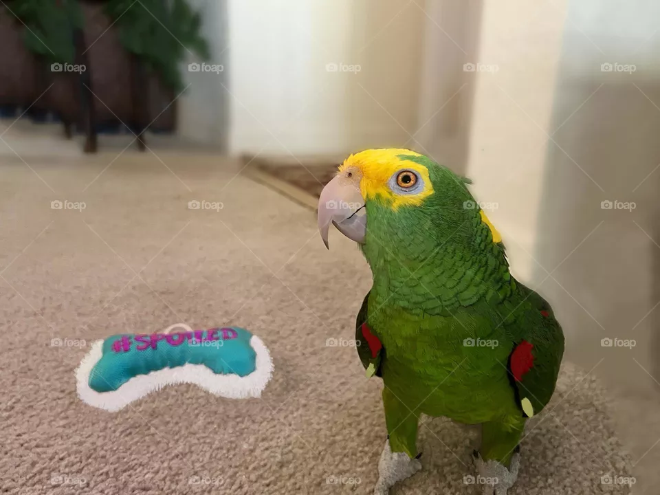 Sonny the Amazon parrot drops his toy to smile for the camera.