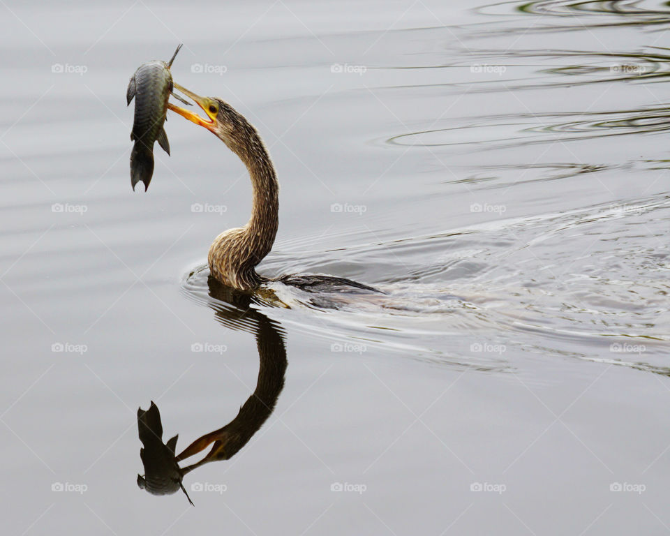 Bird eating