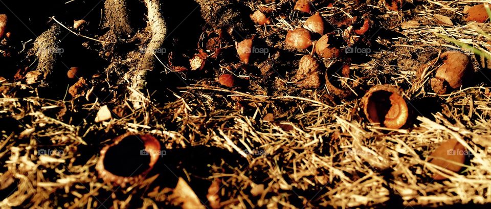 Acorns on the ground 