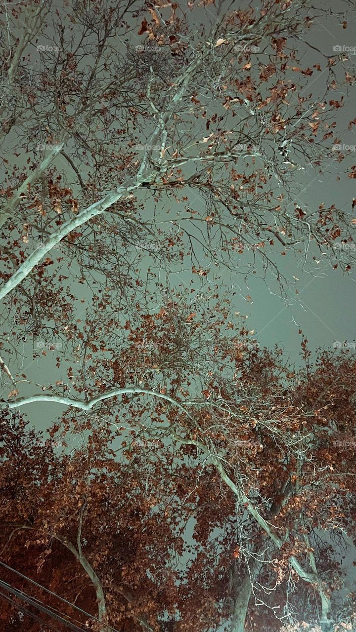 Background of trees and sky