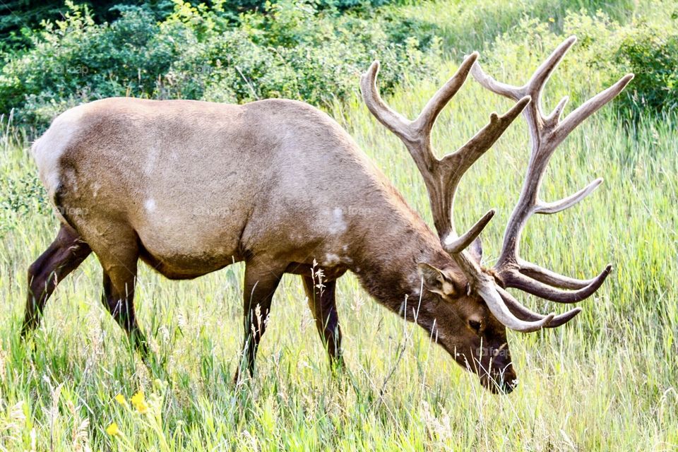 Elk grazing on grasses at mountain park - closeup photo 
