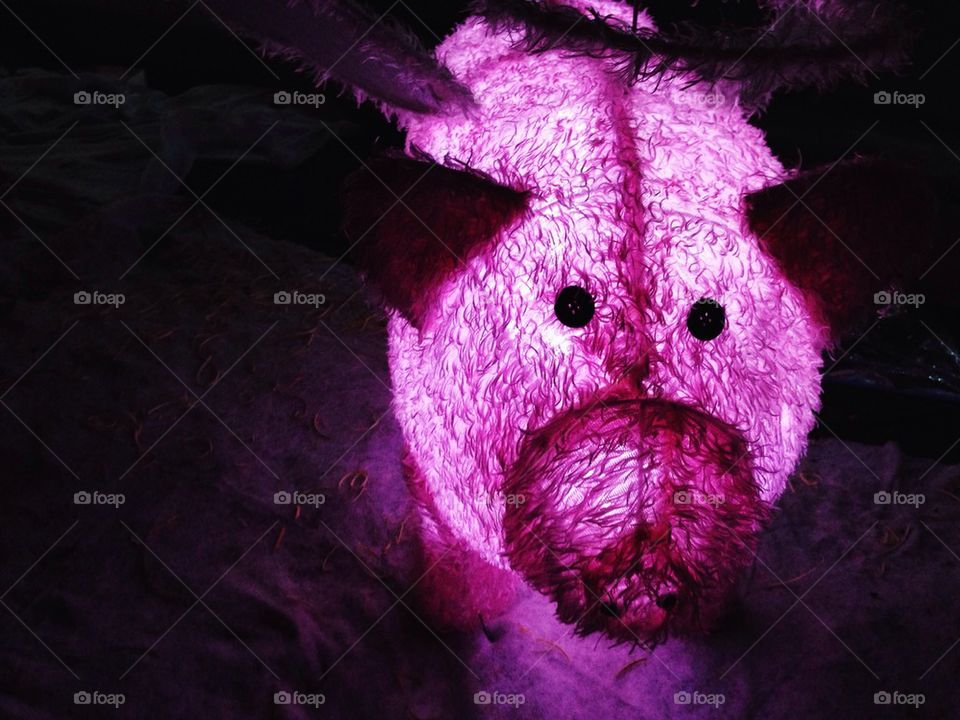 Purple Pig