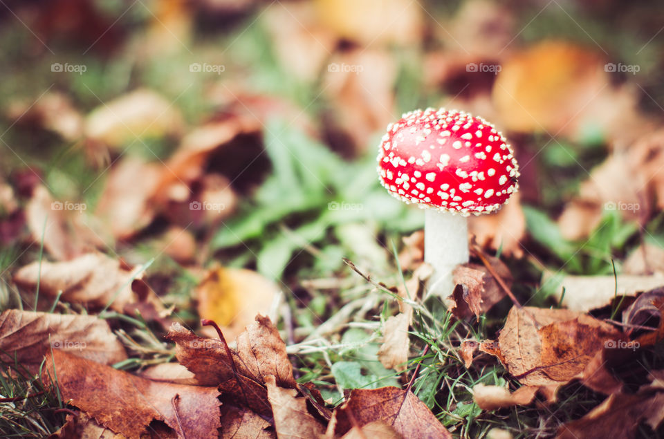 Fall mushroom