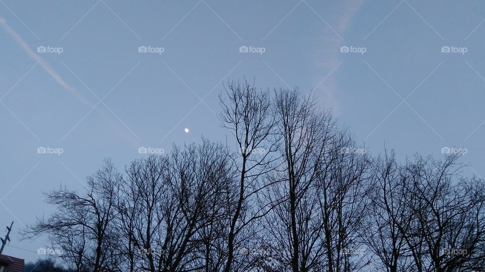 Moon through the trees.