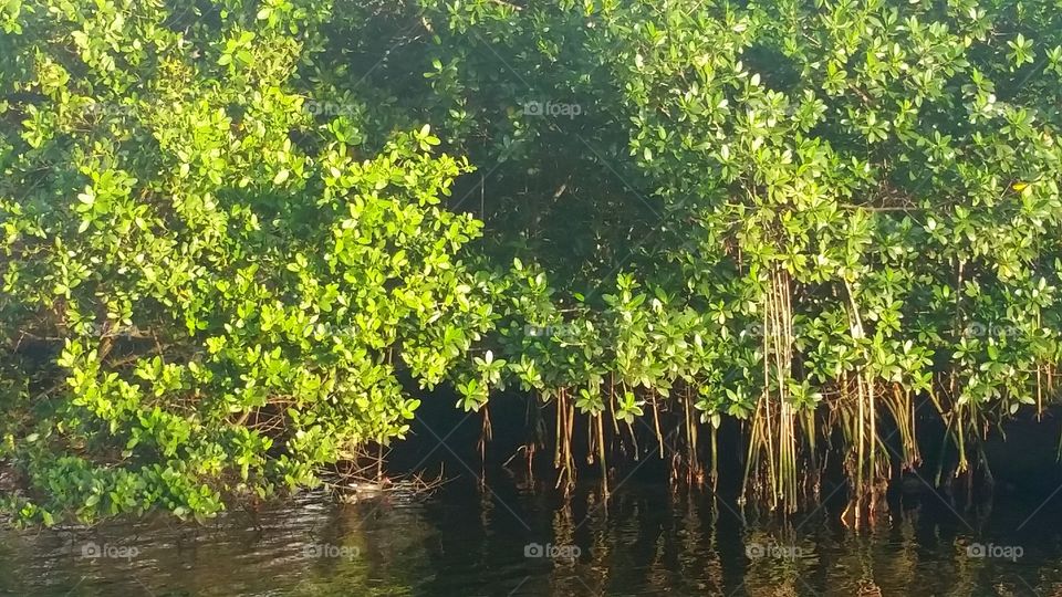 The Mangroves