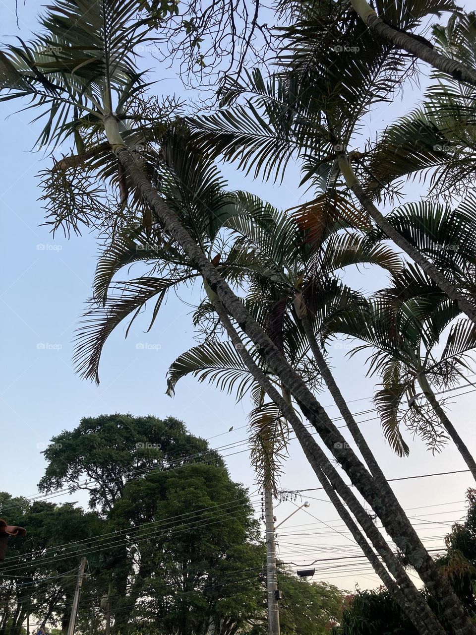 🌄🇺🇸 An extremely beautiful dawn in Jundiaí, interior of Brazil. Cheer the nature! / 🇧🇷 Um amanhecer extremamente bonito em Jundiaí, interior do Brasil. Viva a natureza! 