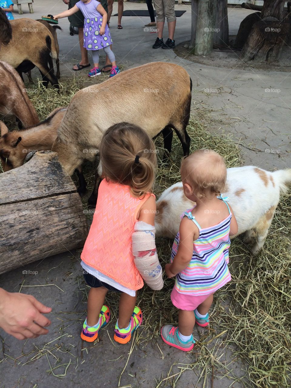Baby granddaughter is at the Columbus zoo with the baby goats in the mid hot summer