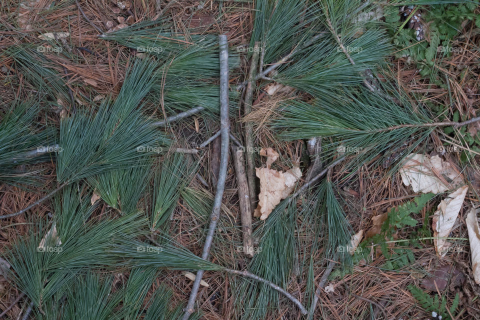 pine texture