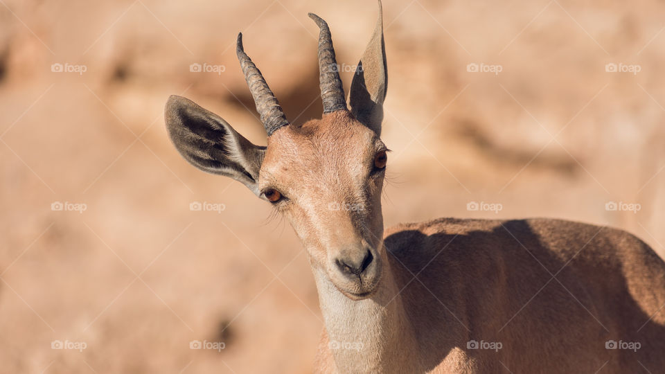 A desert deer closeup - most amusing look