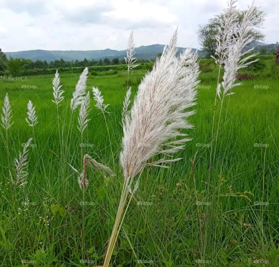 Beautiful and attractive grass growing inside the field.