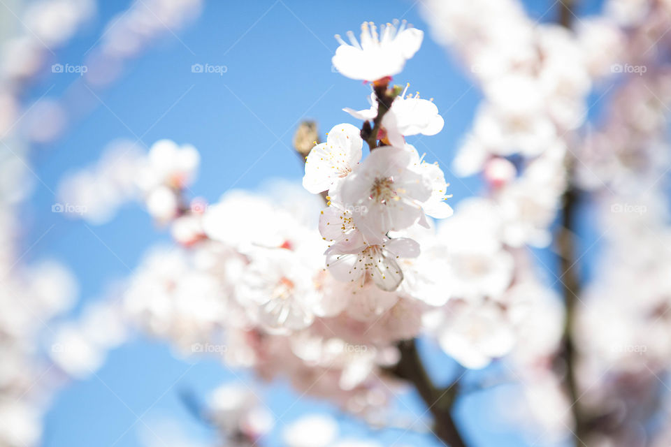 Cherry, No Person, Nature, Flower, Tree