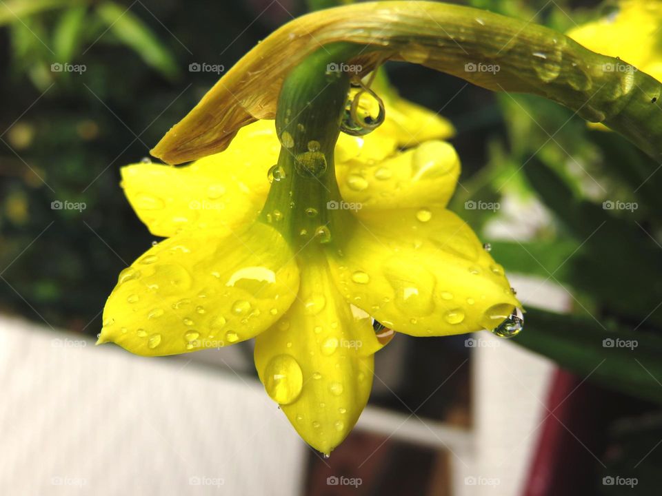 droplets on daffodil 