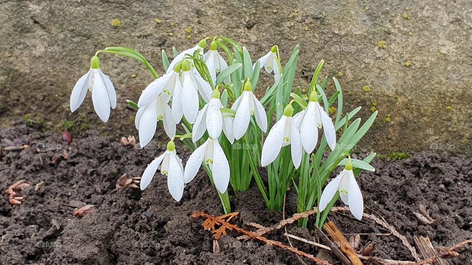 Snowdrops in spring