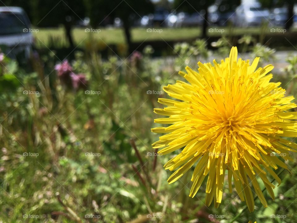 dandelion