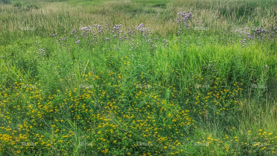 Summer Meadow