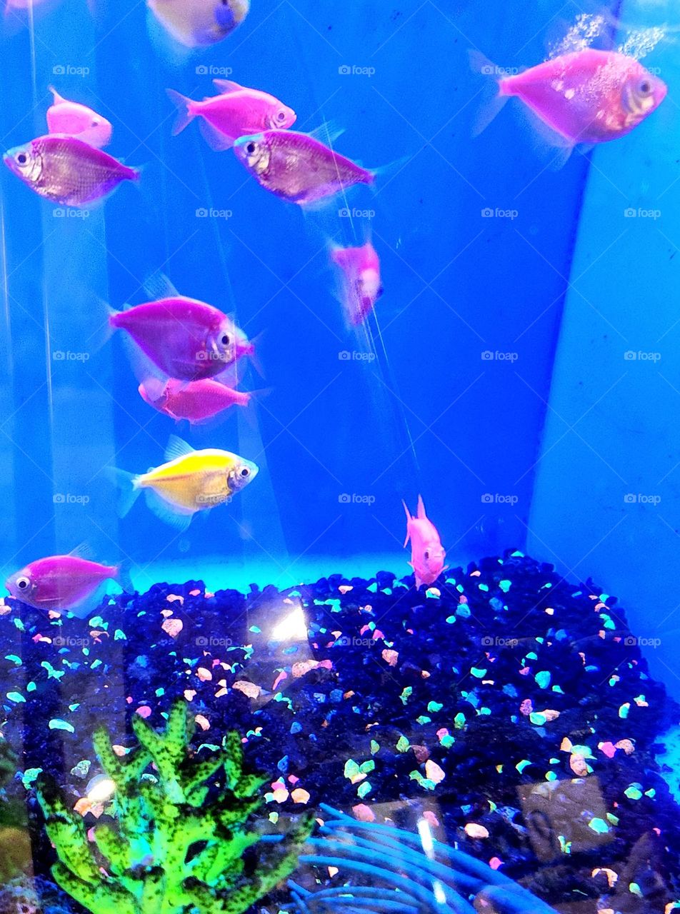 pink is the new yellow with these colorful glo fish ready for a party in an Oregon pet store