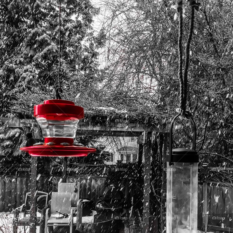 Hummingbird sitting on the red bird feeder - pop of colour