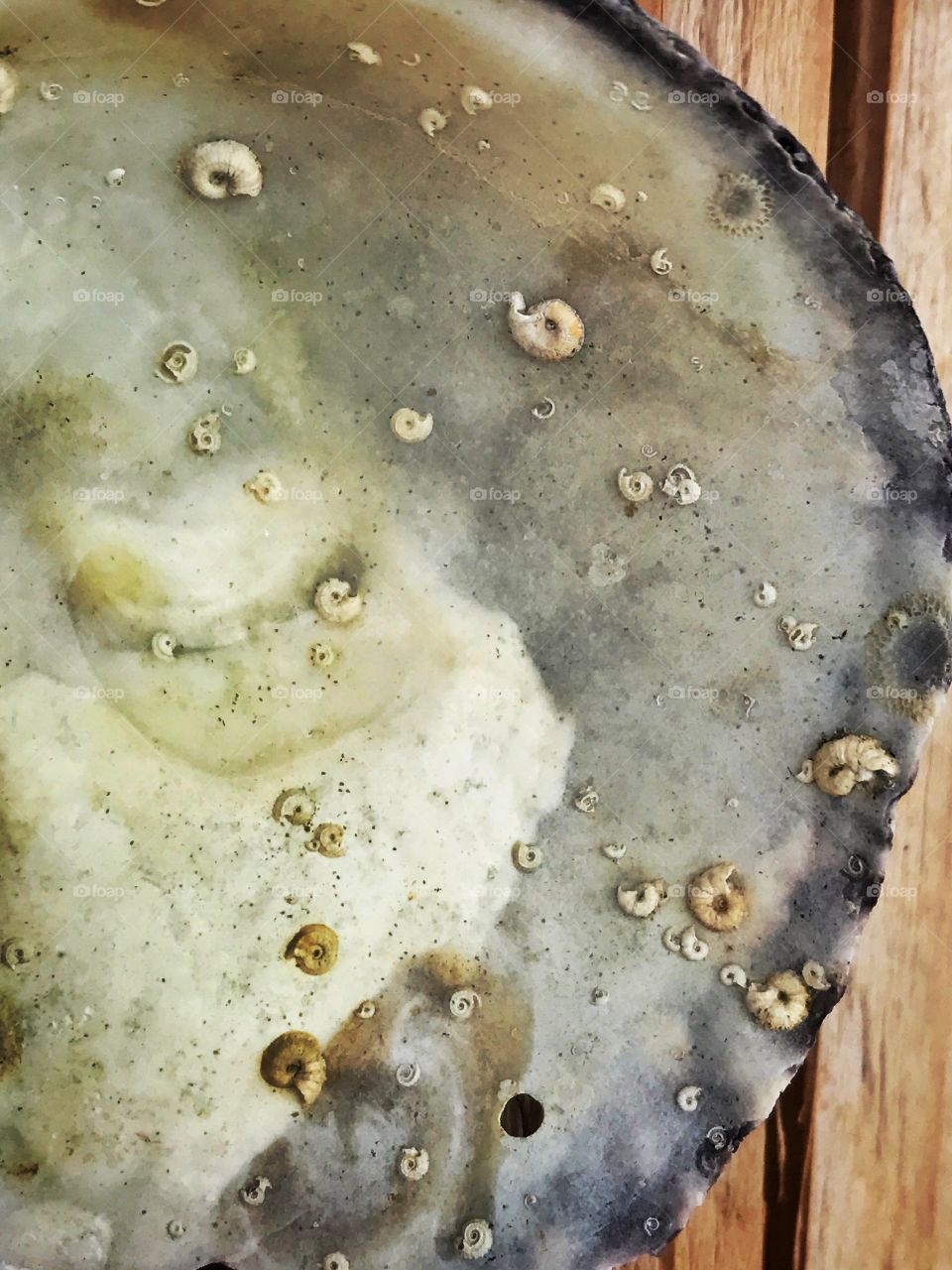 Oldest sea creatures 