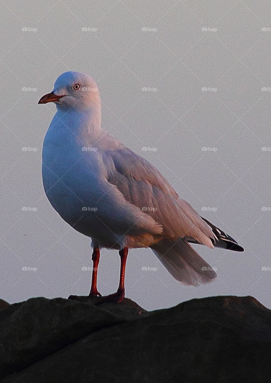 Seagull.