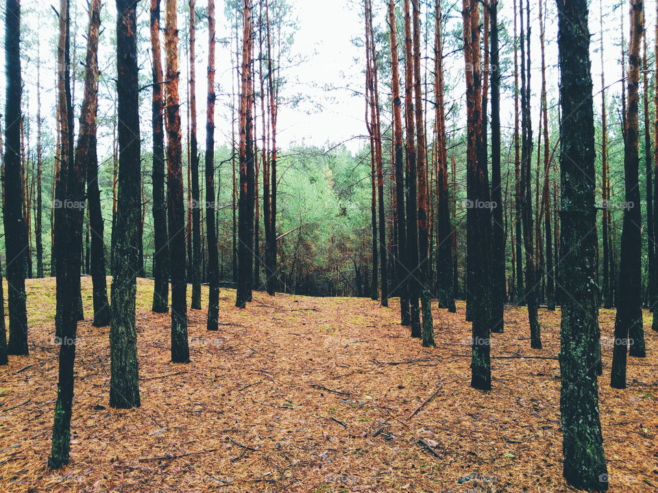 autumn in the forest