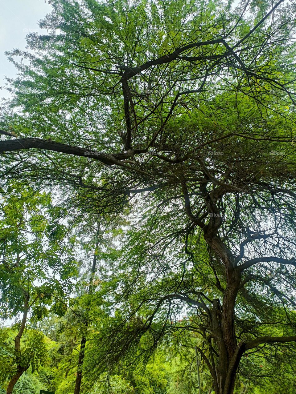 Beautiful tree canopy